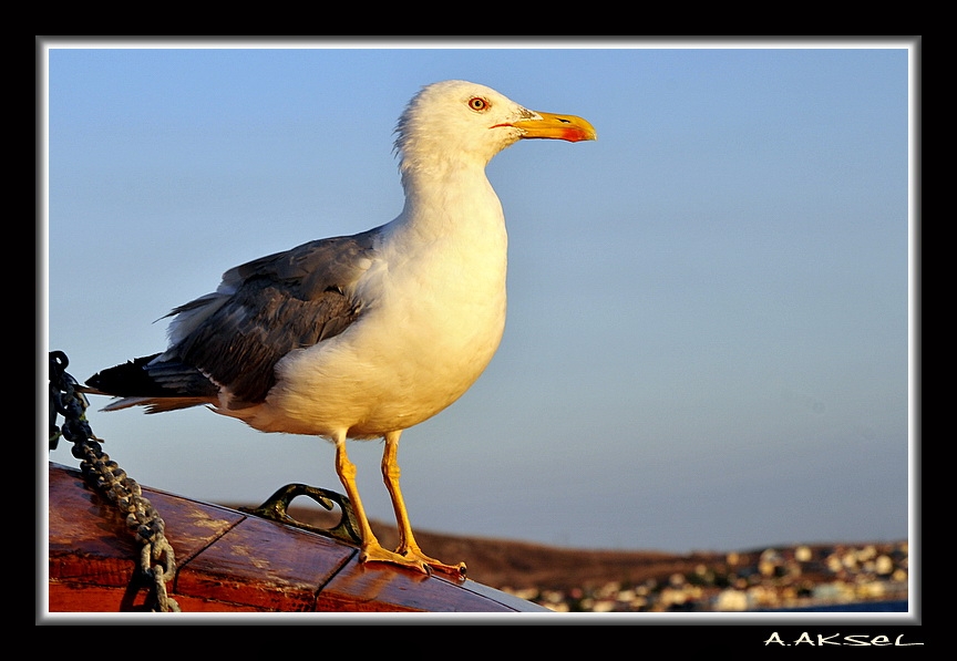 Yellow-legged Gull