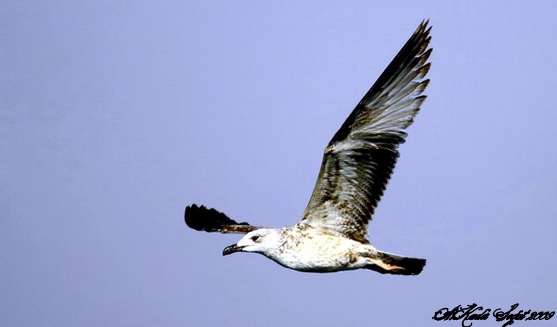 Yellow-legged Gull