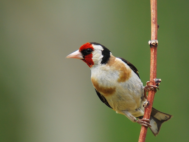 European Goldfinch