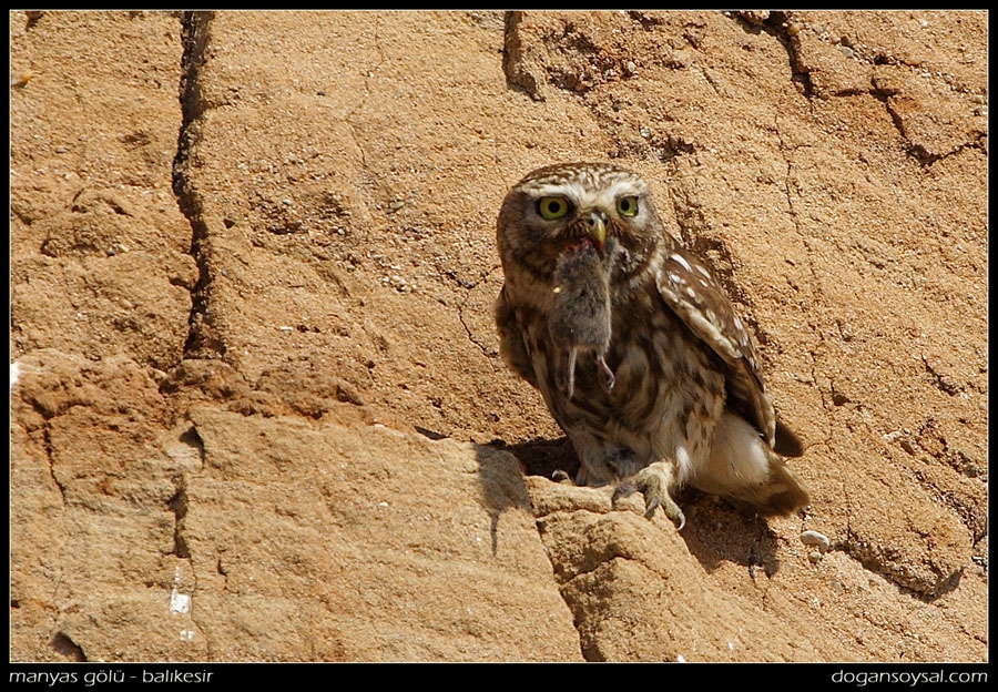 Little Owl