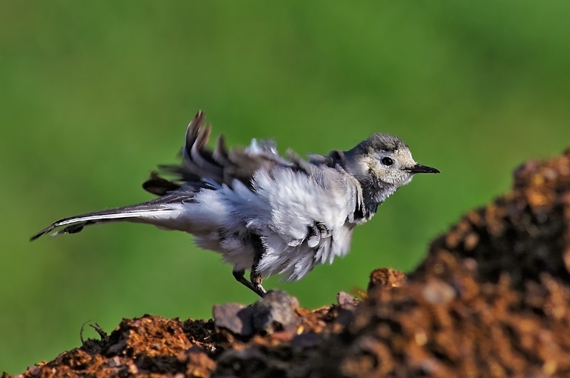 Ak Kuyruksallayan