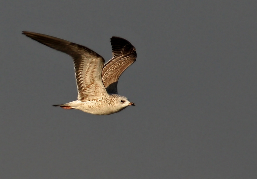 Common Gull