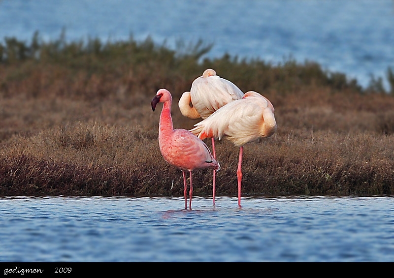Lesser Flamingo