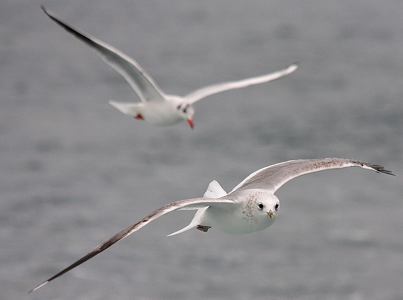 Common Gull