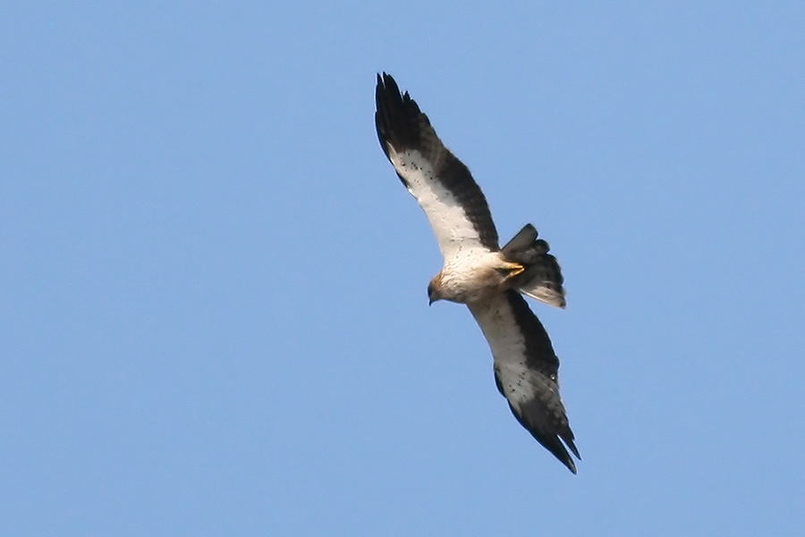 Küçük Kartal