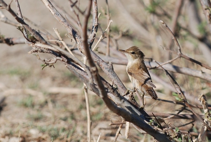 Common Reed Warbler