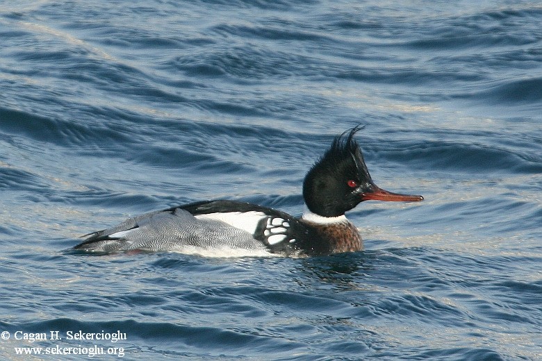 Red-breasted Merganser