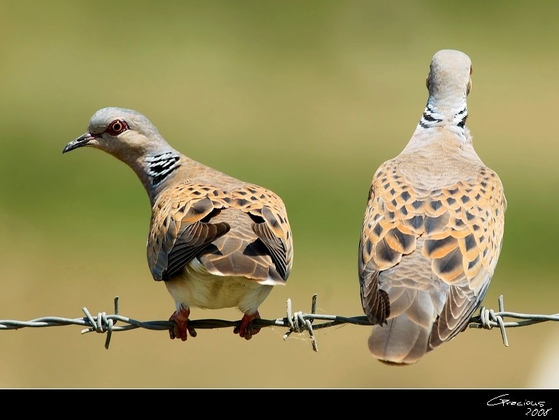 European Turtle Dove