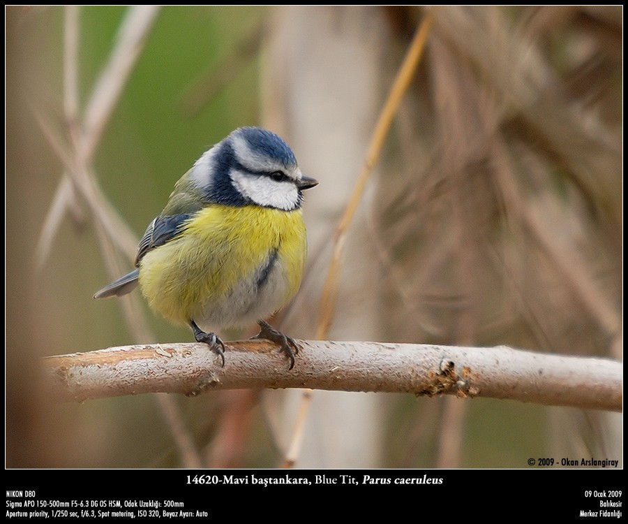 Eurasian Blue Tit