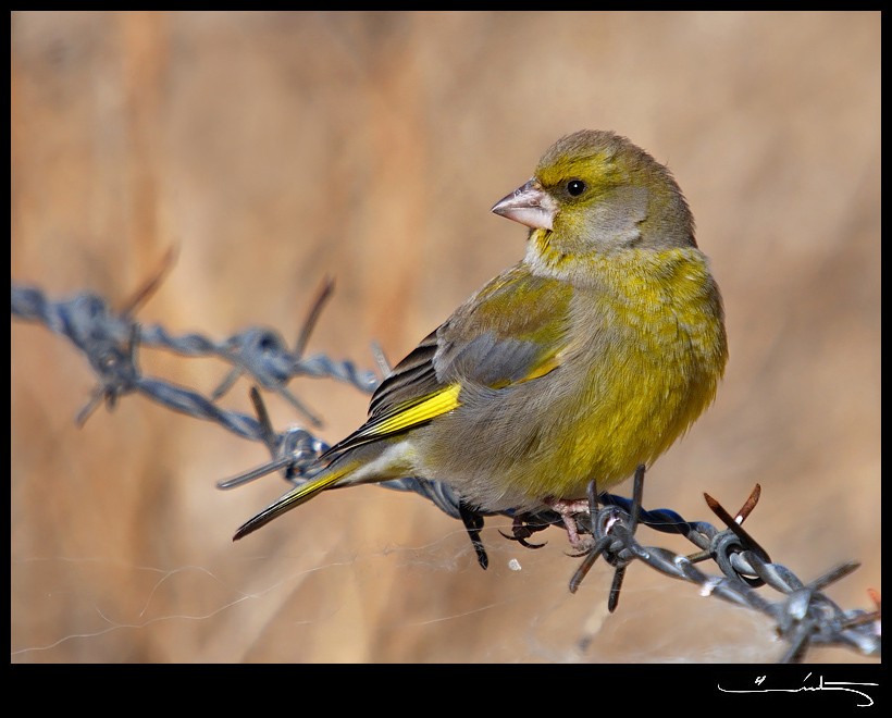 European Greenfinch