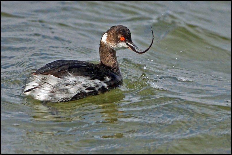 Black-necked Grebe