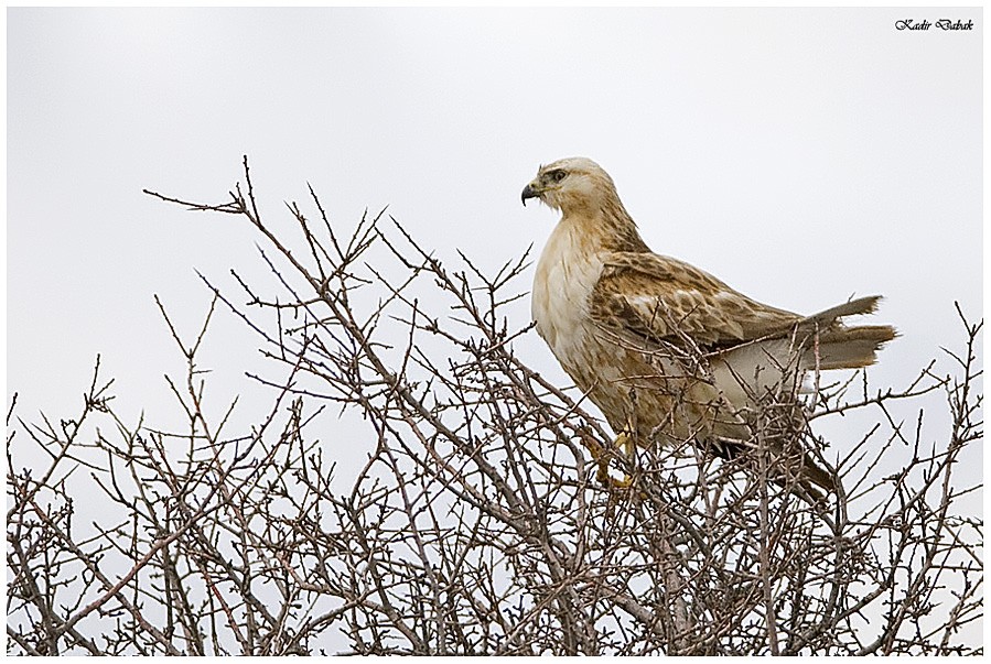 Long-legged Buzzard
