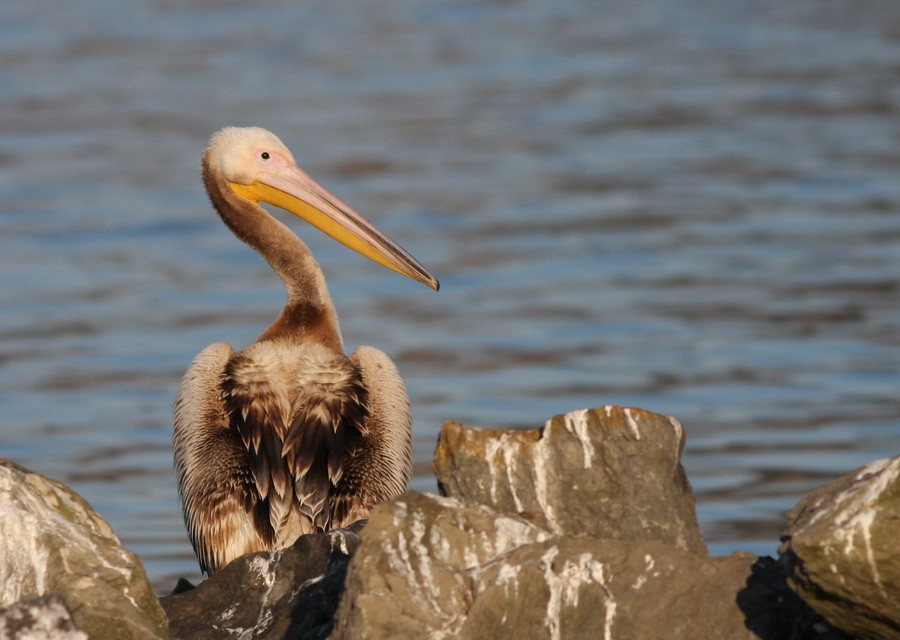 Great White Pelican