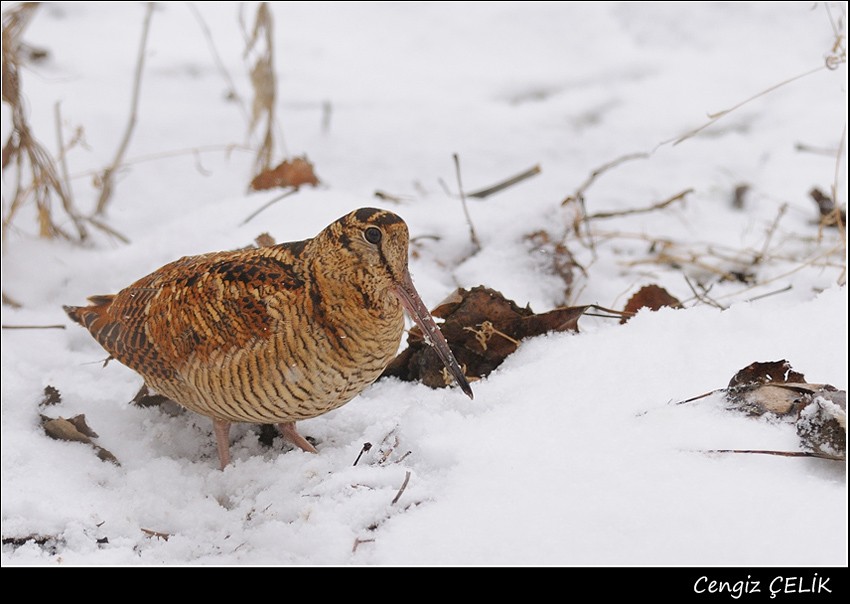 Eurasian Woodcock