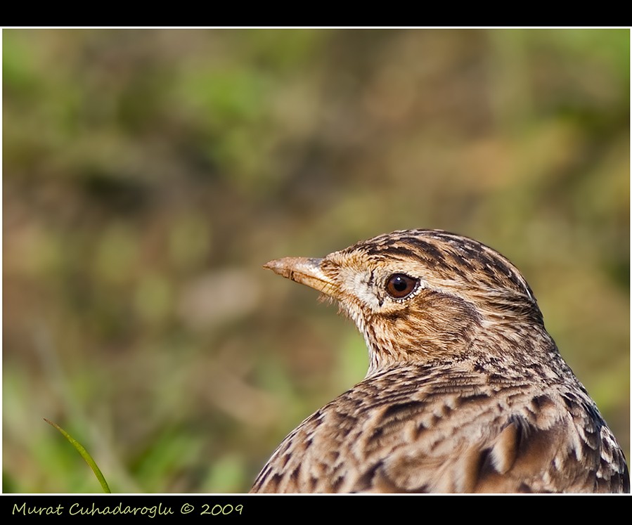 Eurasian Skylark