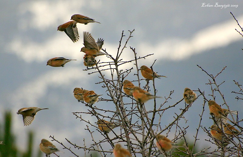 Common Linnet