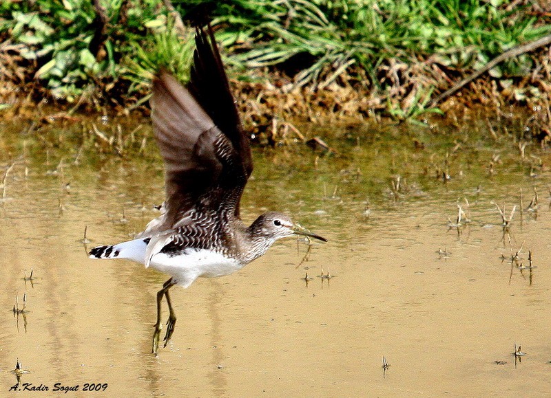 Green Sandpiper