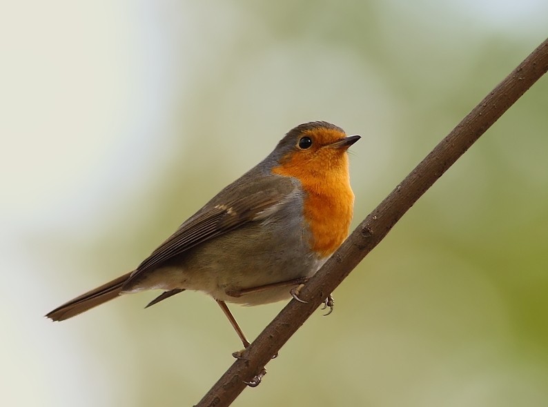 European Robin
