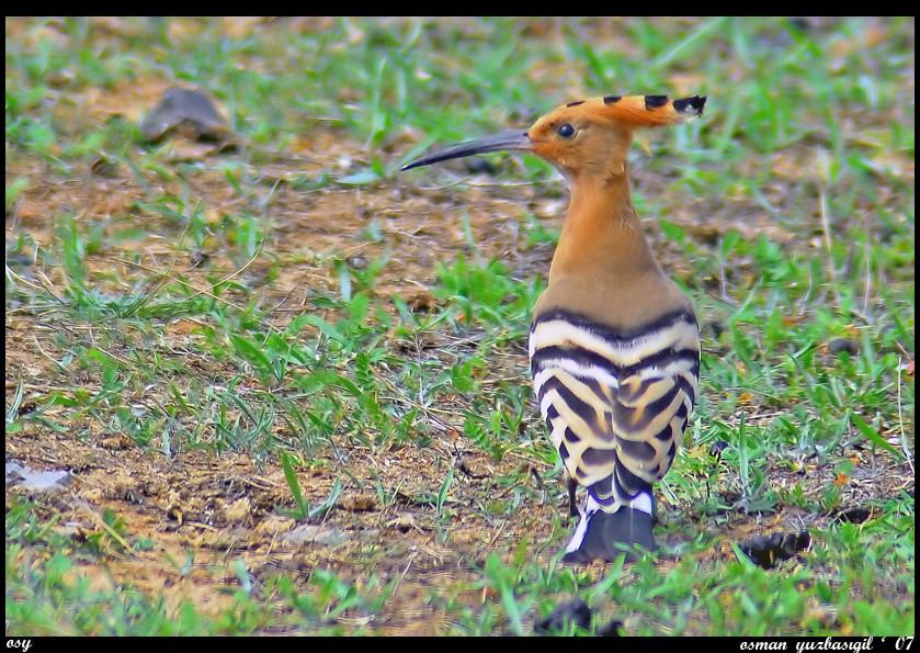 Common Hoopoe