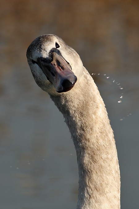 Mute Swan