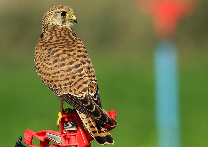 Common Kestrel