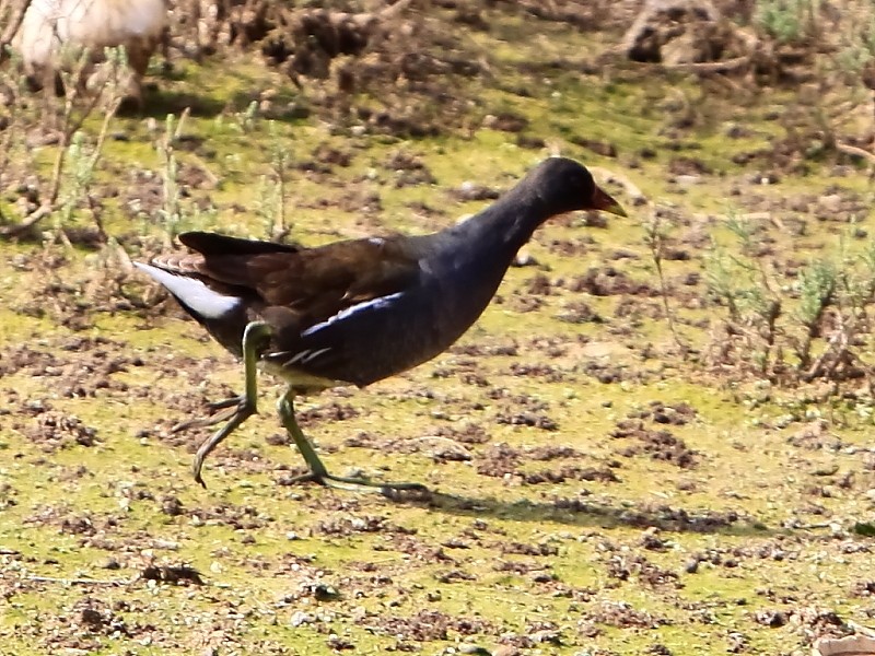 Common Moorhen