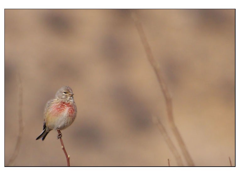 Common Linnet