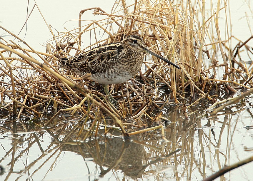 Common Snipe
