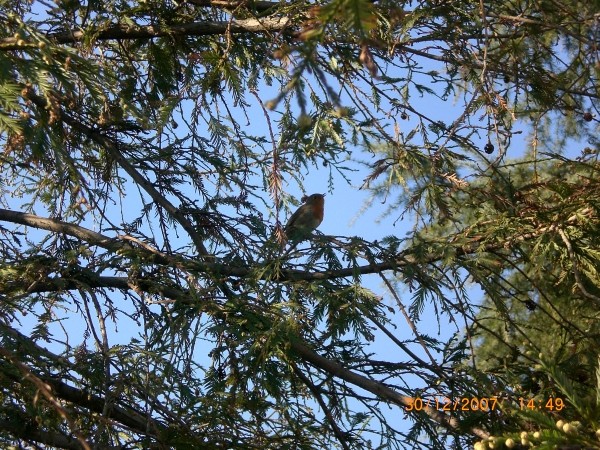 European Robin