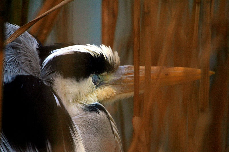 Grey Heron