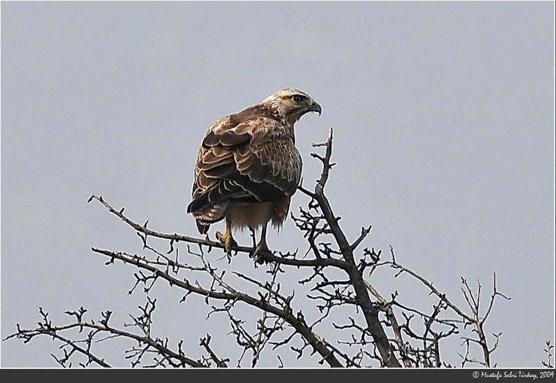 Long-legged Buzzard
