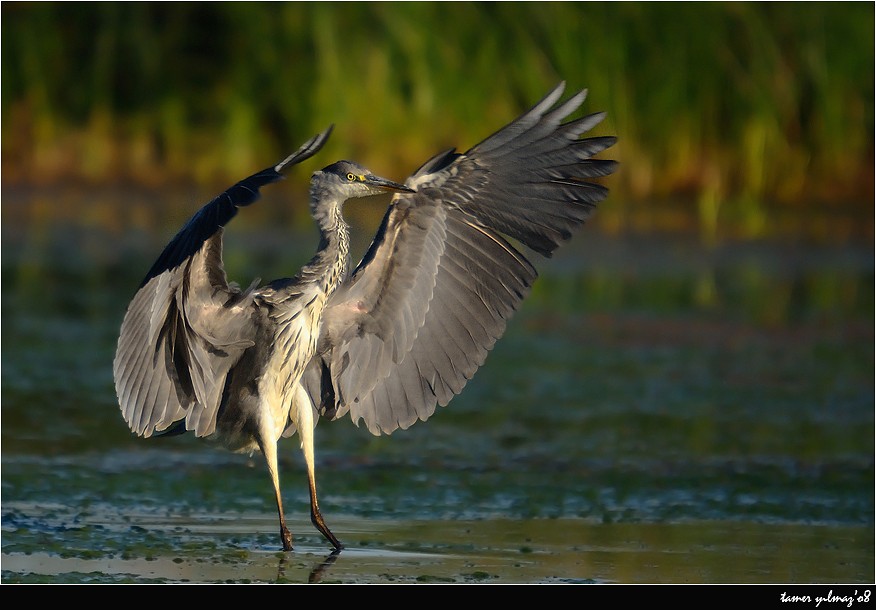 Grey Heron