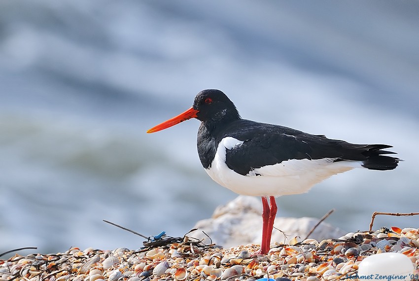 Eurasian Oystercatcher
