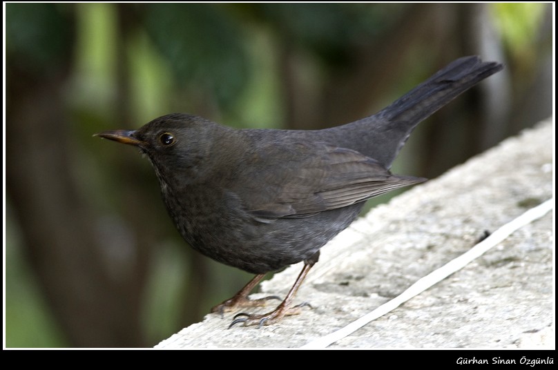 Common Blackbird