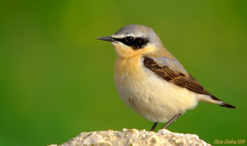 Northern Wheatear