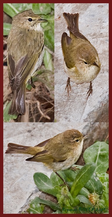 Common Chiffchaff