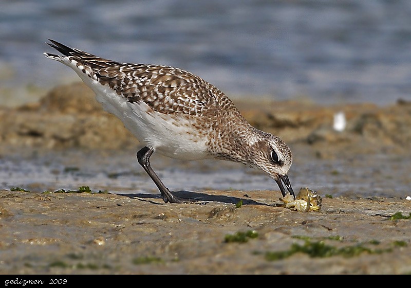 Grey Plover