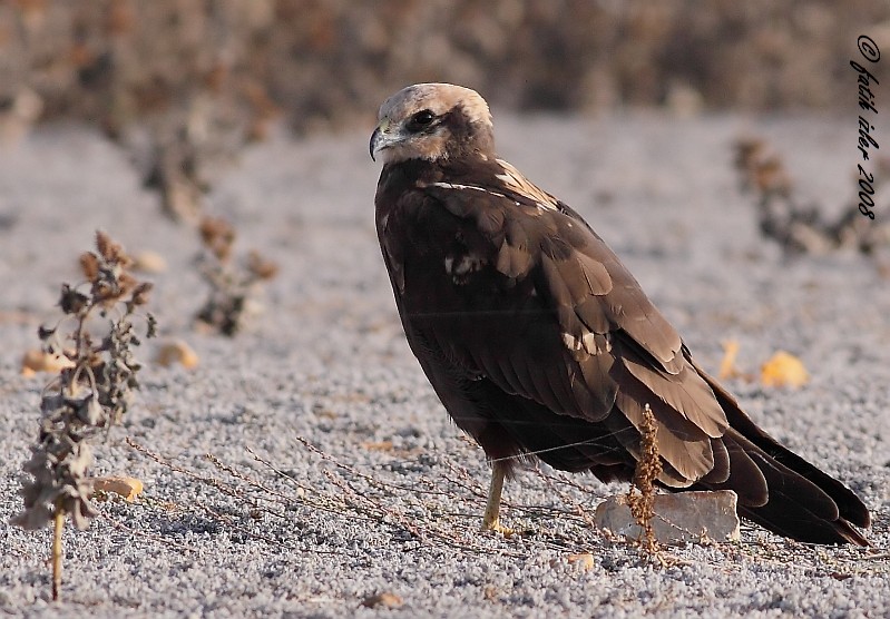 Western Marsh Harrier
