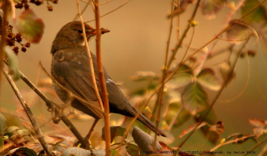 Common Blackbird