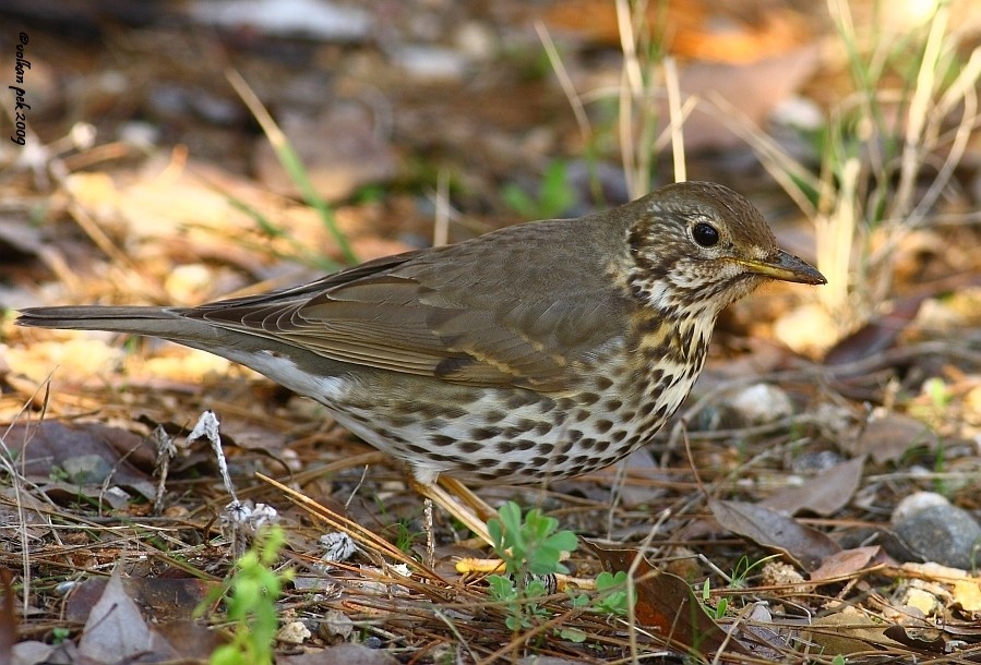 Song Thrush