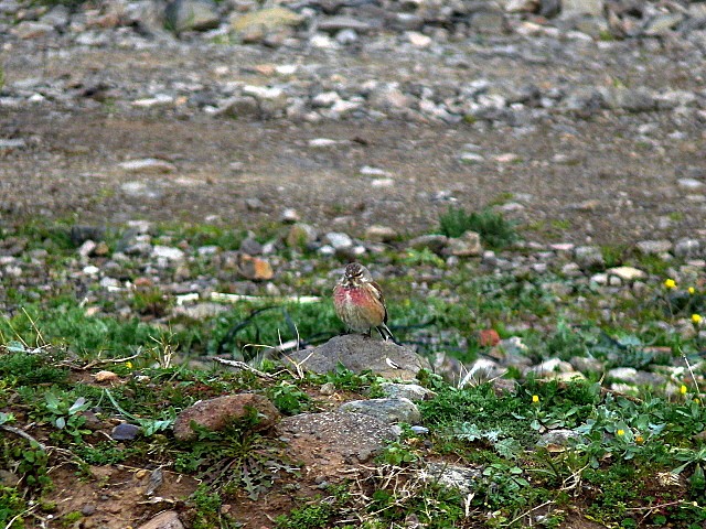Common Linnet