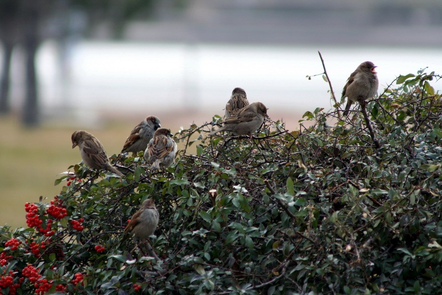 House Sparrow