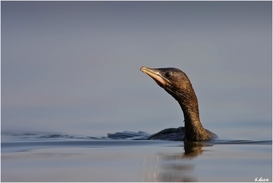 Pygmy Cormorant