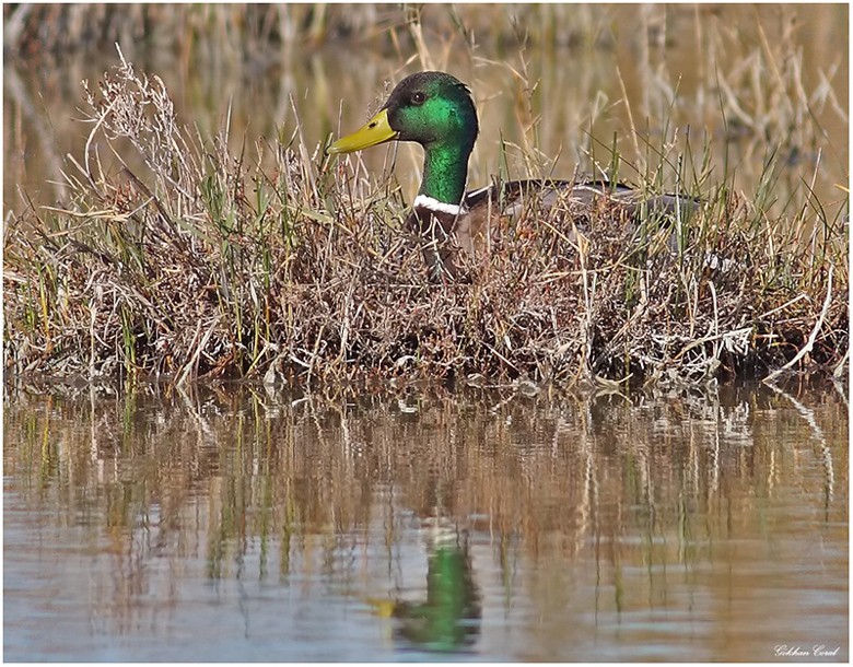 Mallard