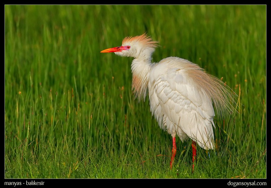 Western Cattle Egret