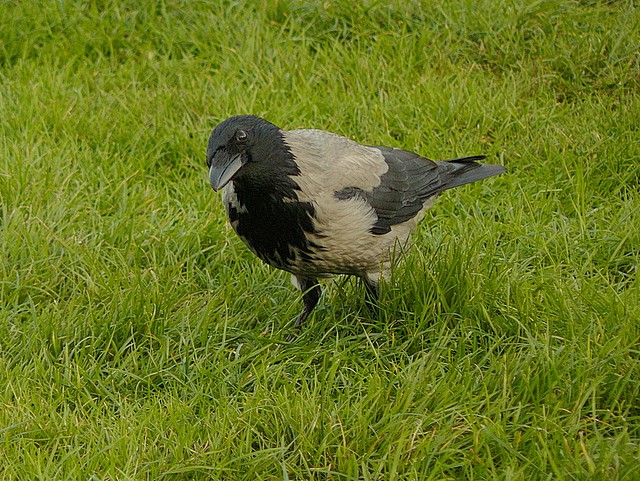 Hooded Crow