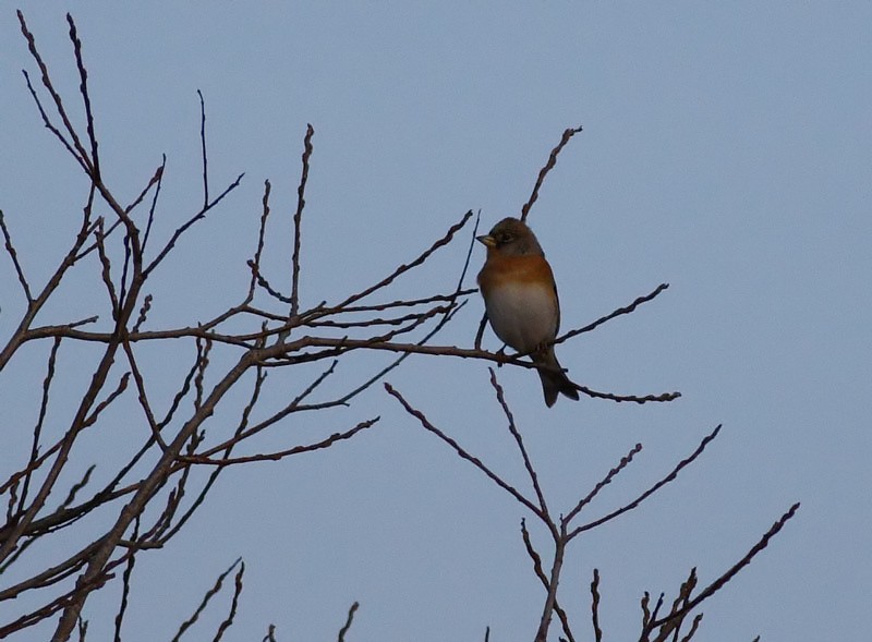 Brambling