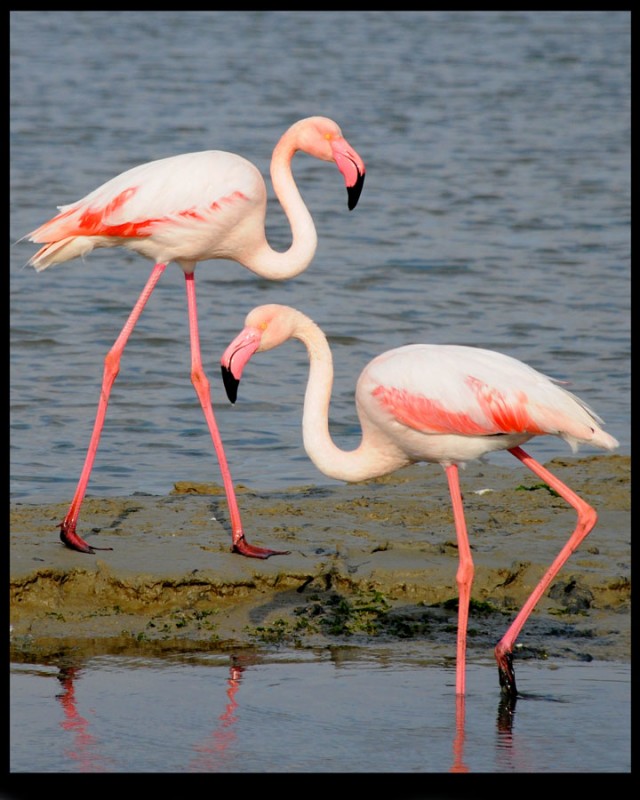 Greater Flamingo