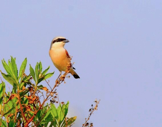 Red-backed Shrike
