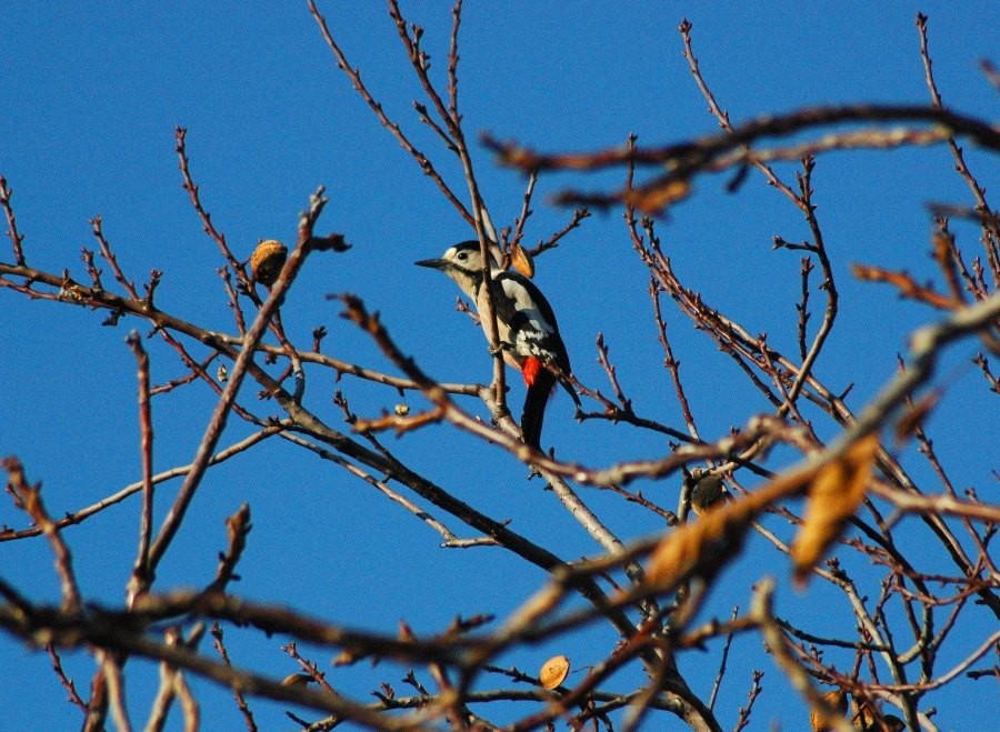 Syrian Woodpecker